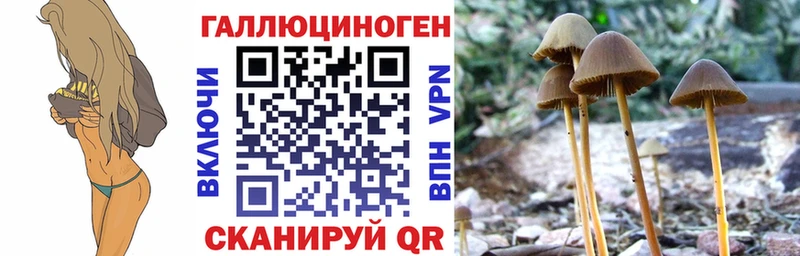 MEGA tor Кудрово Псилоцибиновые грибы Psilocybine cubensis